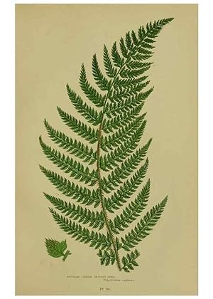 Seller image for Reproduccin/Reproduction 8519568370: The flowering plants, grasses, sedges, & ferns of Great Britain. London,F. Warne,1905. for sale by EL BOLETIN