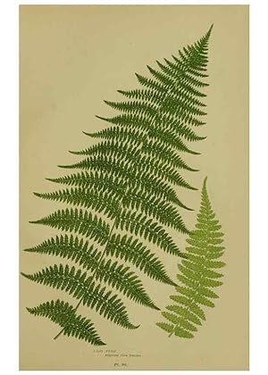 Seller image for Reproduccin/Reproduction 8519574080: The flowering plants, grasses, sedges, & ferns of Great Britain. London,F. Warne,1905. for sale by EL BOLETIN