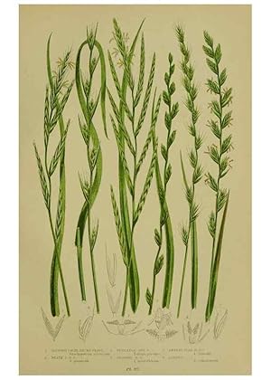 Seller image for Reproduccin/Reproduction 8519554454: The flowering plants, grasses, sedges, & ferns of Great Britain. London,F. Warne,1905. for sale by EL BOLETIN