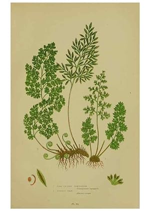 Seller image for Reproduccin/Reproduction 8518447411: The flowering plants, grasses, sedges, & ferns of Great Britain. London,F. Warne,1905. for sale by EL BOLETIN