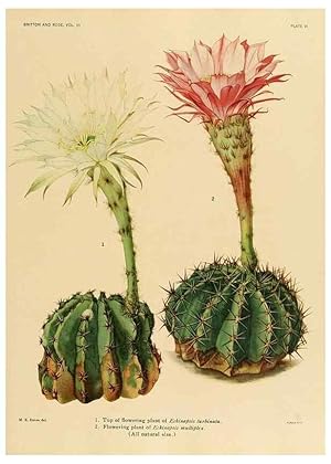 Seller image for Reproduccin/Reproduction 8567982825: The Cactaceae :. Washington :Carnegie Institution of Washington,1919-1923. for sale by EL BOLETIN