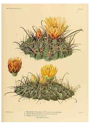 Seller image for Reproduccin/Reproduction 8569084190: The Cactaceae :. Washington :Carnegie Institution of Washington,1919-1923. for sale by EL BOLETIN