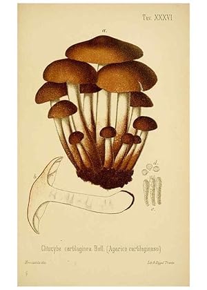 Image du vendeur pour Reproduccin/Reproduction 8573781381: I funghi mangerecci e velenosi dellEuropa media,. Trento,G. Zippel,1906. mis en vente par EL BOLETIN