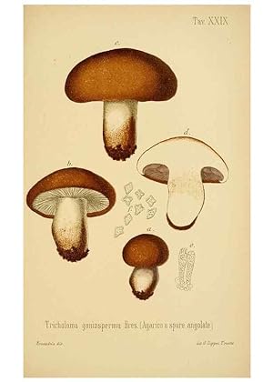 Imagen del vendedor de Reproduccin/Reproduction 8574872922: I funghi mangerecci e velenosi dellEuropa media,. Trento,G. Zippel,1906. a la venta por EL BOLETIN