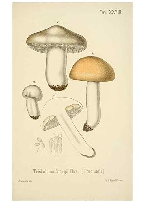 Image du vendeur pour Reproduccin/Reproduction 8573778519: I funghi mangerecci e velenosi dellEuropa media,. Trento,G. Zippel,1906. mis en vente par EL BOLETIN