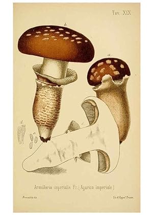 Image du vendeur pour Reproduccin/Reproduction 8574869336: I funghi mangerecci e velenosi dellEuropa media,. Trento,G. Zippel,1906. mis en vente par EL BOLETIN