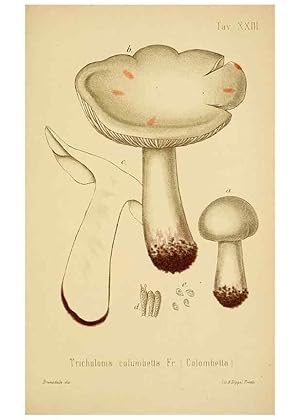 Imagen del vendedor de Reproduccin/Reproduction 8574870876: I funghi mangerecci e velenosi dellEuropa media,. Trento,G. Zippel,1906. a la venta por EL BOLETIN