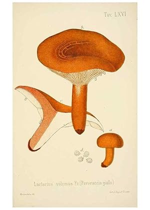 Image du vendeur pour Reproduccin/Reproduction 8574885166: I funghi mangerecci e velenosi dellEuropa media,. Trento,G. Zippel,1906. mis en vente par EL BOLETIN