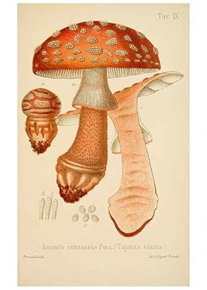 Imagen del vendedor de Reproduccin/Reproduction 8573772335: I funghi mangerecci e velenosi dellEuropa media,. Trento,G. Zippel,1906. a la venta por EL BOLETIN