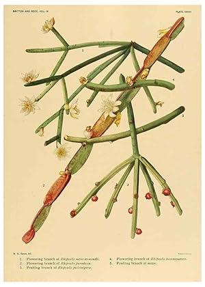 Imagen del vendedor de Reproduccin/Reproduction 8572010656: The Cactaceae :. Washington :Carnegie Institution of Washington,1919-1923. a la venta por EL BOLETIN