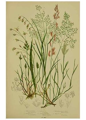 Seller image for Reproduccin/Reproduction 8518432603: The flowering plants, grasses, sedges, & ferns of Great Britain. London,F. Warne,1905. for sale by EL BOLETIN
