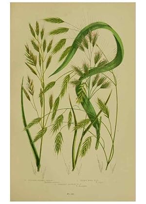 Seller image for Reproduccin/Reproduction 8518437553: The flowering plants, grasses, sedges, & ferns of Great Britain. London,F. Warne,1905. for sale by EL BOLETIN