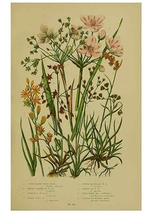 Immagine del venditore per Reproduccin/Reproduction 8519528412: The flowering plants, grasses, sedges, & ferns of Great Britain. London,F. Warne,1905. venduto da EL BOLETIN