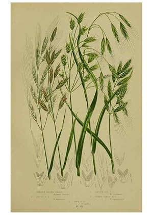 Seller image for Reproduccin/Reproduction 8519550668: The flowering plants, grasses, sedges, & ferns of Great Britain. London,F. Warne,1905. for sale by EL BOLETIN