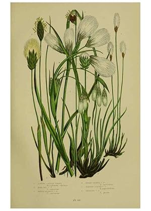 Immagine del venditore per Reproduccin/Reproduction 8519537574: The flowering plants, grasses, sedges, & ferns of Great Britain. London,F. Warne,1905. venduto da EL BOLETIN