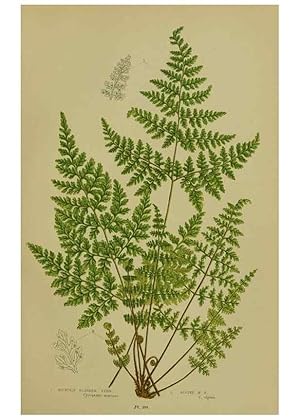 Seller image for Reproduccin/Reproduction 8518457377: The flowering plants, grasses, sedges, & ferns of Great Britain. London,F. Warne,1905. for sale by EL BOLETIN