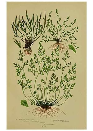 Seller image for Reproduccin/Reproduction 8519571992: The flowering plants, grasses, sedges, & ferns of Great Britain. London,F. Warne,1905. for sale by EL BOLETIN