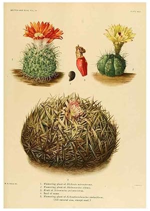 Seller image for Reproduccin/Reproduction 8569091680: The Cactaceae :. Washington :Carnegie Institution of Washington,1919-1923. for sale by EL BOLETIN