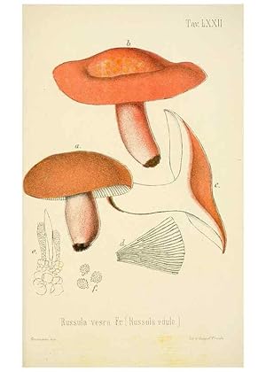 Image du vendeur pour Reproduccin/Reproduction 8573793395: I funghi mangerecci e velenosi dellEuropa media,. Trento,G. Zippel,1906. mis en vente par EL BOLETIN