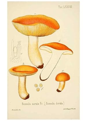 Image du vendeur pour Reproduccin/Reproduction 8574889006: I funghi mangerecci e velenosi dellEuropa media,. Trento,G. Zippel,1906. mis en vente par EL BOLETIN