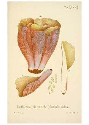 Image du vendeur pour Reproduccin/Reproduction 8574890202: I funghi mangerecci e velenosi dellEuropa media,. Trento,G. Zippel,1906. mis en vente par EL BOLETIN