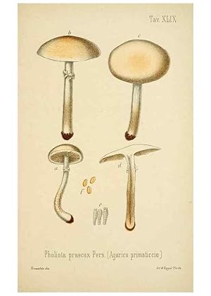 Imagen del vendedor de Reproduccin/Reproduction 8573785457: I funghi mangerecci e velenosi dellEuropa media,. Trento,G. Zippel,1906. a la venta por EL BOLETIN