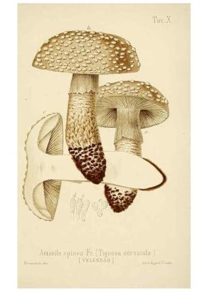 Image du vendeur pour Reproduccin/Reproduction 8573772589: I funghi mangerecci e velenosi dellEuropa media,. Trento,G. Zippel,1906. mis en vente par EL BOLETIN