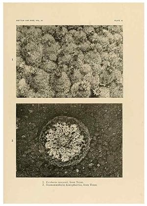 Seller image for Reproduccin/Reproduction 8570905559: The Cactaceae :. Washington :Carnegie Institution of Washington,1919-1923. for sale by EL BOLETIN