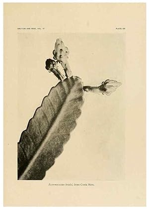 Bild des Verkufers fr Reproduccin/Reproduction 8570912959: The Cactaceae :. Washington :Carnegie Institution of Washington,1919-1923. zum Verkauf von EL BOLETIN