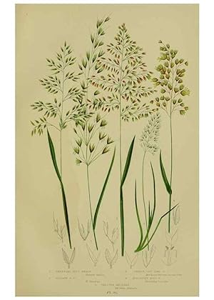 Immagine del venditore per Reproduccin/Reproduction 8519545892: The flowering plants, grasses, sedges, & ferns of Great Britain. London,F. Warne,1905. venduto da EL BOLETIN