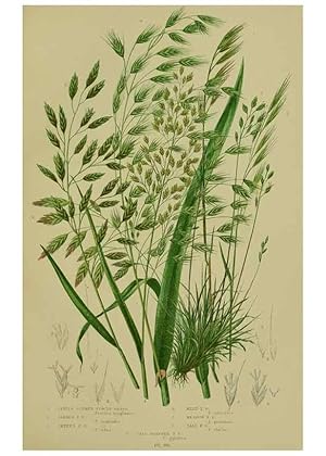 Imagen del vendedor de Reproduccin/Reproduction 8519549424: The flowering plants, grasses, sedges, & ferns of Great Britain. London,F. Warne,1905. a la venta por EL BOLETIN