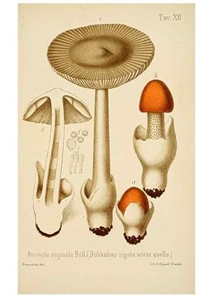 Image du vendeur pour Reproduccin/Reproduction 8573773321: I funghi mangerecci e velenosi dellEuropa media,. Trento,G. Zippel,1906. mis en vente par EL BOLETIN