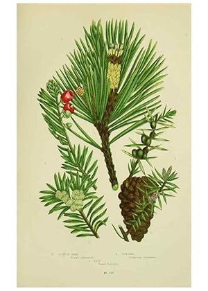 Seller image for Reproduccin/Reproduction 8517639169: The flowering plants, grasses, sedges, & ferns of Great Britain. London,F. Warne,1905. for sale by EL BOLETIN