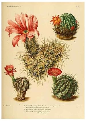 Seller image for Reproduccin/Reproduction 8569080148: The Cactaceae :. Washington :Carnegie Institution of Washington,1919-1923. for sale by EL BOLETIN