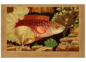 Image du vendeur pour Reproduccin/Reproduction 8537163942: The aquarium: an unveiling of the wonders of the deep sea. London,J. Van Voorst,1856. mis en vente par EL BOLETIN