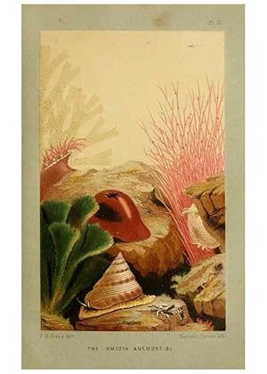 Seller image for Reproduccin/Reproduction 8536060737: The aquarium: an unveiling of the wonders of the deep sea. London,J. Van Voorst,1856. for sale by EL BOLETIN