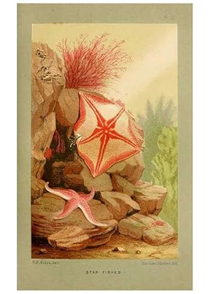 Imagen del vendedor de Reproduccin/Reproduction 8537166984: The aquarium: an unveiling of the wonders of the deep sea. London,J. Van Voorst,1856. a la venta por EL BOLETIN