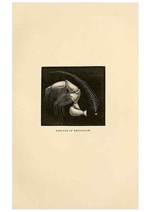 Imagen del vendedor de Reproduccin/Reproduction 8536061539: The aquarium: an unveiling of the wonders of the deep sea. London,J. Van Voorst,1856. a la venta por EL BOLETIN