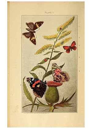 Bild des Verkufers fr Reproduccin/Reproduction 8456173496: A manual for the study of insects,. Ithaca, N.Y.,Comstock Publishing Company,1895. zum Verkauf von EL BOLETIN
