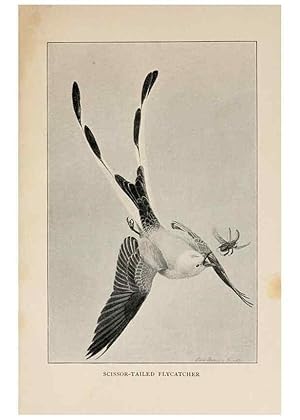 Bild des Verkufers fr Reproduccin/Reproduction 8456333462: Handbook of birds of the western United States,. BostonHoughton, Mifflin and company,1902. zum Verkauf von EL BOLETIN