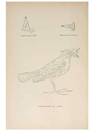 Bild des Verkufers fr Reproduccin/Reproduction 8456323178: Handbook of birds of the western United States,. BostonHoughton, Mifflin and company,1902. zum Verkauf von EL BOLETIN