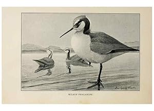 Bild des Verkufers fr Reproduccin/Reproduction 8455230129: Handbook of birds of the western United States,. BostonHoughton, Mifflin and company,1902. zum Verkauf von EL BOLETIN