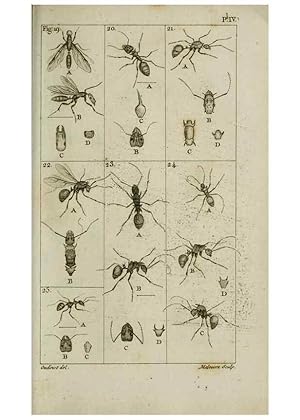 Imagen del vendedor de Reproduccin/Reproduction 8448526024: Histoire naturelle des fourmis :. Paris :T. Barrois, pre,1802 a la venta por EL BOLETIN