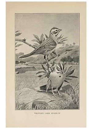 Bild des Verkufers fr Reproduccin/Reproduction 8455241919: Handbook of birds of the western United States,. BostonHoughton, Mifflin and company,1902. zum Verkauf von EL BOLETIN