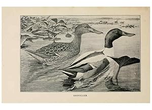 Bild des Verkufers fr Reproduccin/Reproduction 8456325708: Handbook of birds of the western United States,. BostonHoughton, Mifflin and company,1902. zum Verkauf von EL BOLETIN