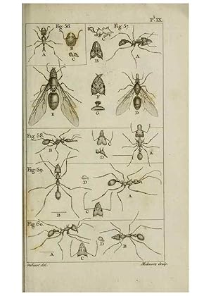 Imagen del vendedor de Reproduccin/Reproduction 8447439593: Histoire naturelle des fourmis :. Paris :T. Barrois, pre,1802 a la venta por EL BOLETIN