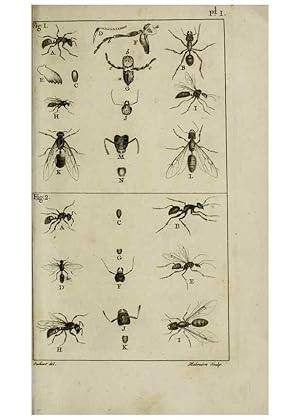 Imagen del vendedor de Reproduccin/Reproduction 8448524592: Histoire naturelle des fourmis :. Paris :T. Barrois, pre,1802 a la venta por EL BOLETIN