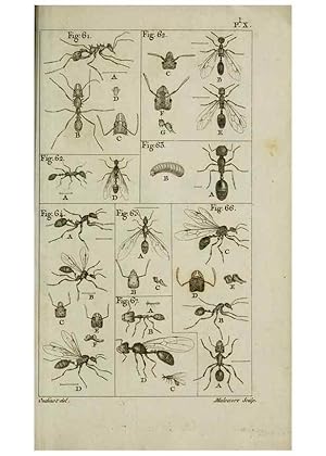 Imagen del vendedor de Reproduccin/Reproduction 8448562592: Histoire naturelle des fourmis :. Paris :T. Barrois, pre,1802 a la venta por EL BOLETIN