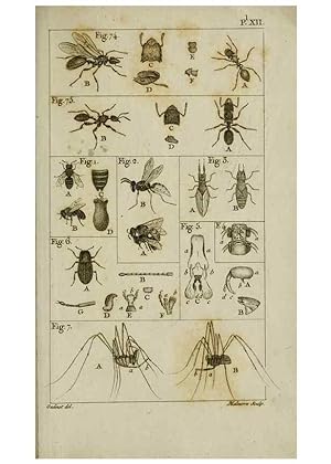 Imagen del vendedor de Reproduccin/Reproduction 8448563938: Histoire naturelle des fourmis :. Paris :T. Barrois, pre,1802 a la venta por EL BOLETIN