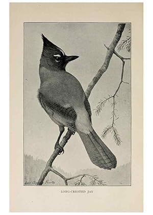 Bild des Verkufers fr Reproduccin/Reproduction 8455239425: Handbook of birds of the western United States,. BostonHoughton, Mifflin and company,1902. zum Verkauf von EL BOLETIN